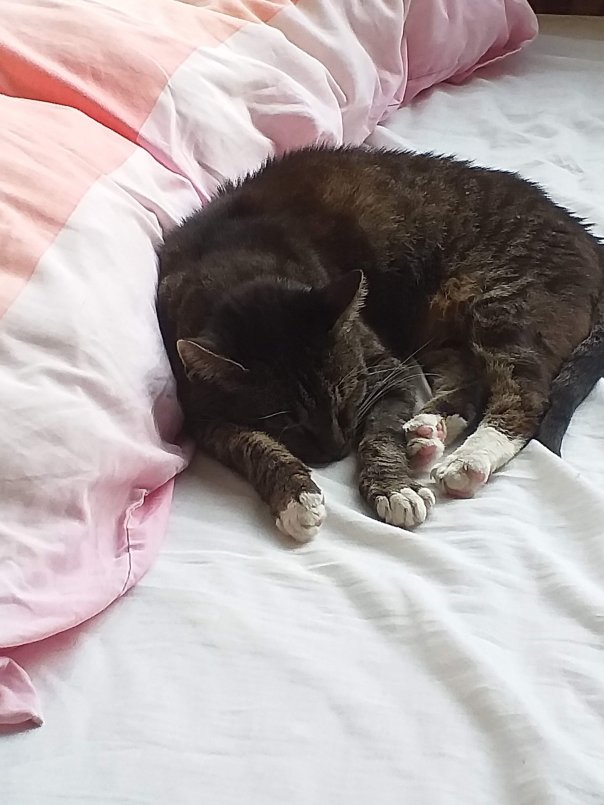 Black and grey tabby lying half curled on bed, head between her front legs.